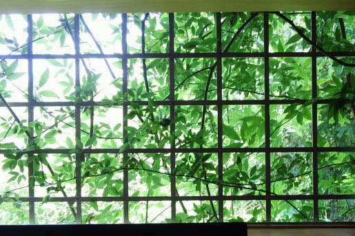 窓の緑